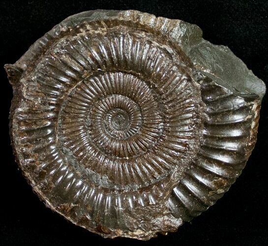 Pyritized Dactylioceras Ammonite - UK #10545